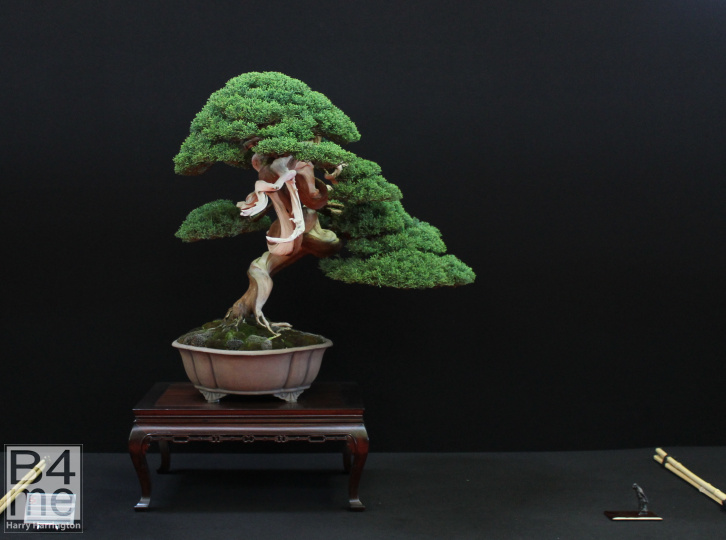 pine bonsai